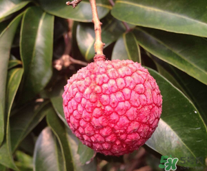 荔枝吃多了會胖嗎？吃荔枝會長胖嗎？