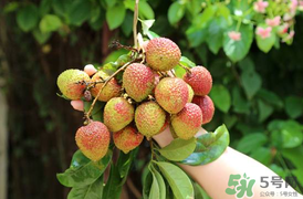 吃荔枝會流鼻血嗎？荔枝吃多了會流鼻血嗎？