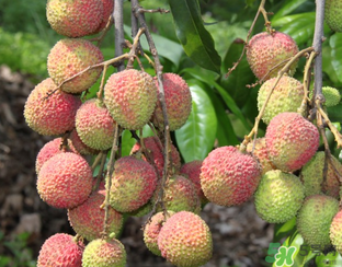 荔枝吃多了會(huì)流鼻血嗎？吃荔枝會(huì)流鼻血嗎？