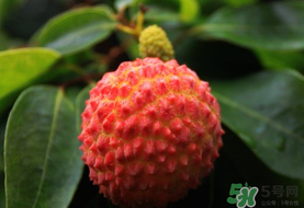 吃荔枝會流鼻血嗎？荔枝吃多了會流鼻血嗎？