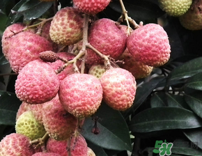 荔枝吃多了會(huì)流鼻血嗎？吃荔枝會(huì)流鼻血嗎？