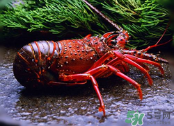 活龍蝦可以放冰快上保鮮嗎？活龍蝦怎么保鮮？