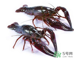 活龍蝦可以放冰快上保鮮嗎？活龍蝦怎么保鮮？