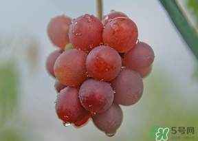 提子皮澀怎么處理？提子皮澀能吃嗎？