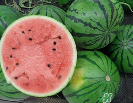 西瓜籽怎么種植？西瓜籽能種出西瓜嗎？