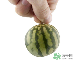 小西瓜叫什么名字？小西瓜是轉(zhuǎn)基因嗎？