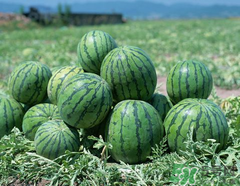 小西瓜叫什么名字？小西瓜是轉(zhuǎn)基因嗎？