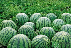 小西瓜能吃嗎？小西瓜孕婦可以吃嗎？