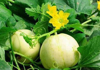 梨瓜上火嗎？梨瓜吃了上火嗎？