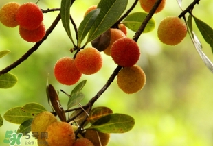 楊梅酒放糖好還是不放糖好？楊梅酒放什么糖好？