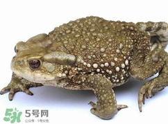 蟾蜍怎么讀？蟾蜍是保護(hù)動(dòng)物嗎？