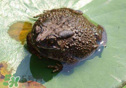 買賣活蟾蜍違法嗎？為什么抓蟾蜍犯法
