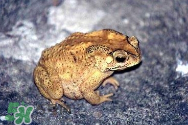 蟾蜍怎么分辨公母？蟾蜍如何養(yǎng)殖