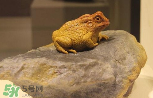 蟾蜍能活多久？蟾蜍可以活多少年