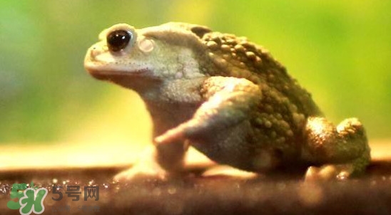 蟾蜍是害蟲還是益蟲？蟾蜍是幾級保護動物