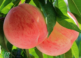 雪桃多少錢一斤？雪桃多少錢一斤2017？