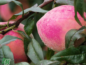 雪桃什么時(shí)候成熟？麗江雪桃什么時(shí)候成熟？