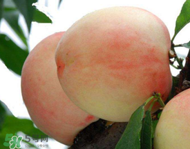 雪桃什么時(shí)候成熟？麗江雪桃什么時(shí)候成熟？