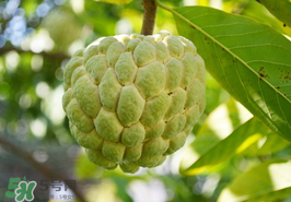 番荔枝什么時(shí)候成熟？番荔枝什么時(shí)候開花？