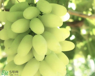 馬奶葡萄什么時候上市？馬奶葡萄2017上市時間