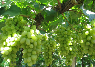 馬奶葡萄什么時候上市？馬奶葡萄2017上市時間