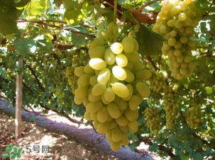 馬奶葡萄多少錢一斤？馬奶葡萄2017價格