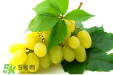 馬奶葡萄多少錢一斤？馬奶葡萄2017價格