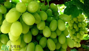 馬奶葡萄多少錢一斤？馬奶葡萄2017價格