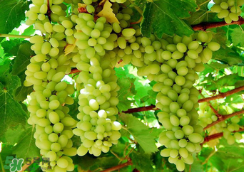 馬奶葡萄多少錢一斤？馬奶葡萄2017價格