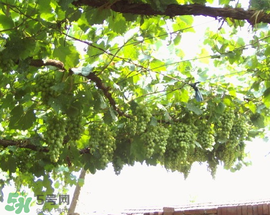 孕婦可以吃馬奶葡萄嗎？馬奶葡萄孕婦能吃嗎？