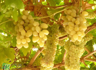 孕婦可以吃馬奶葡萄嗎？馬奶葡萄孕婦能吃嗎？