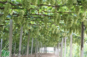 馬奶葡萄和青提區(qū)別 馬奶葡萄和青提有什么區(qū)別？