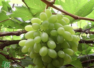 馬奶葡萄和青提區(qū)別 馬奶葡萄和青提有什么區(qū)別？