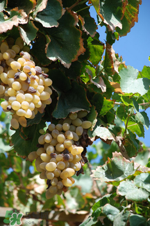 馬奶葡萄怎么保存？馬奶葡萄保存方法