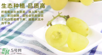 馬奶葡萄怎么保存？馬奶葡萄保存方法