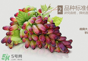 馬奶葡萄怎么保存？馬奶葡萄保存方法