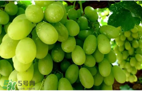 馬奶葡萄怎么保存？馬奶葡萄保存方法