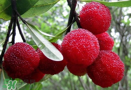 楊梅樹有公母之分嗎？楊梅樹怎么分公母？