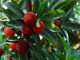 楊梅樹有公母之分嗎？楊梅樹怎么分公母？