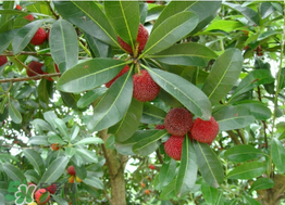 楊梅樹有公母之分嗎？楊梅樹怎么分公母？