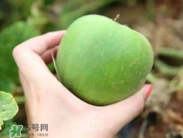 梨瓜是熱性還是涼性？梨瓜是酸性還是堿性？