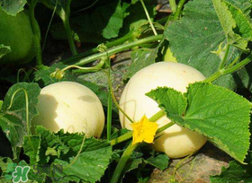 梨瓜上火嗎？梨瓜吃了上火嗎？