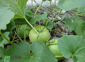 梨瓜上火嗎？梨瓜吃了上火嗎？