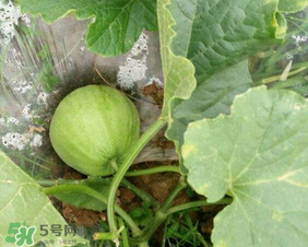 梨瓜上火嗎？梨瓜吃了上火嗎？