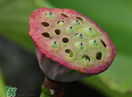 蓮蓬多少錢(qián)一斤？蓮蓬多少錢(qián)一個(gè)？