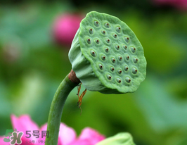 蓮蓬多少錢(qián)一斤？蓮蓬多少錢(qián)一個(gè)？