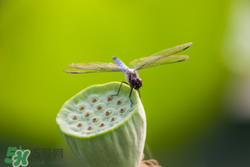 蓮蓬什么時(shí)候成熟？蓮蓬什么時(shí)候上市？