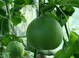 梨瓜可以吃皮嗎？梨瓜皮能吃嗎？