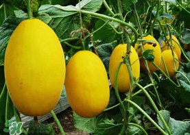 黃金瓜多少錢一斤？黃金瓜怎么挑選？