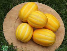 黃金瓜多少錢一斤？黃金瓜怎么挑選？